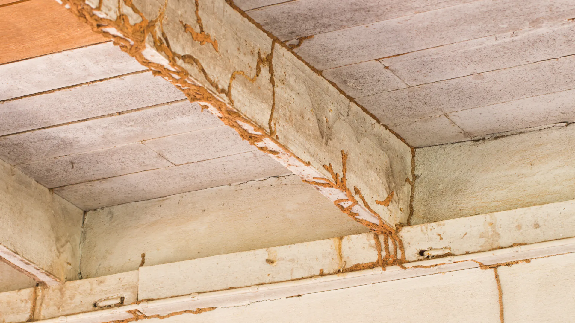 wood with termites damage in a house nacogdoches tx